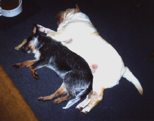 Briarmoor's Daily News -- Sinikaa